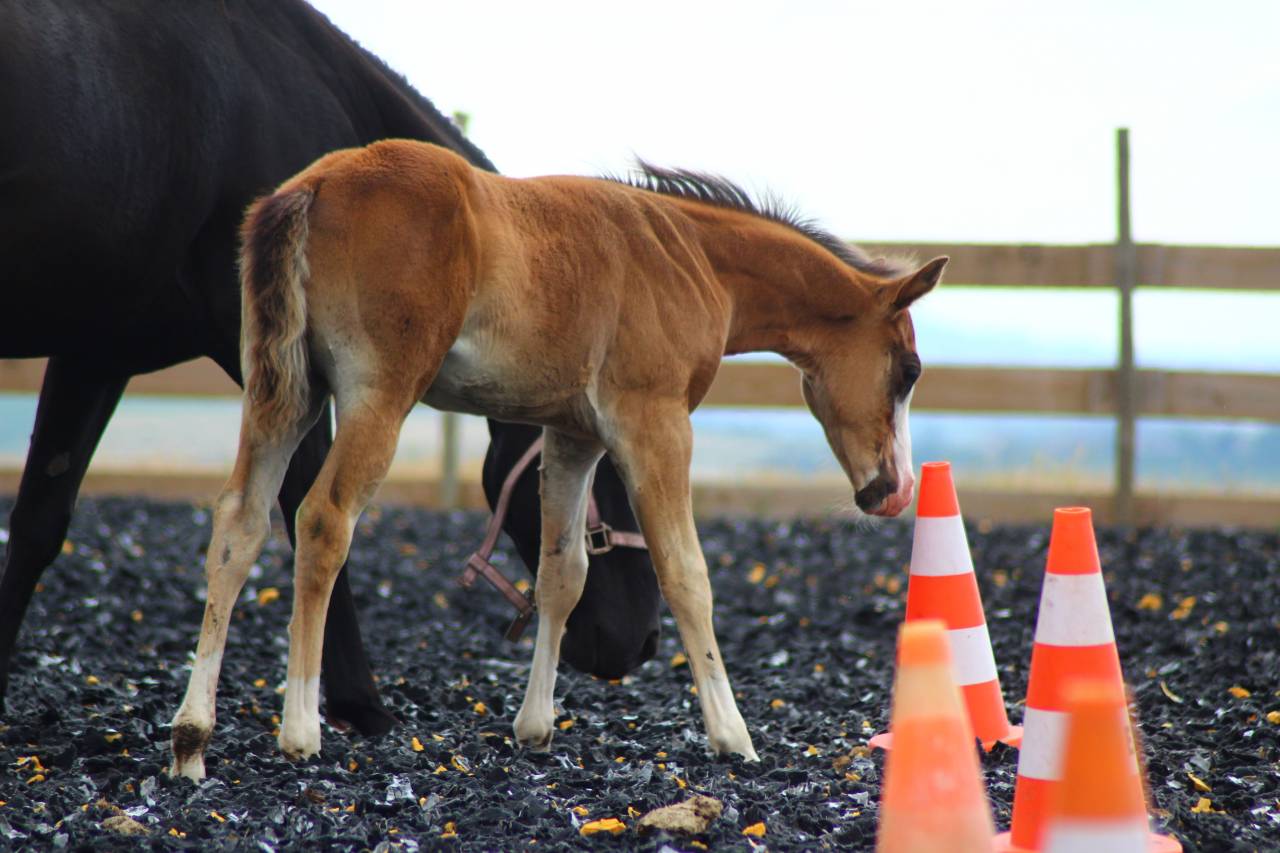 Puledro Paint Horse In vendita 2025 Baio
