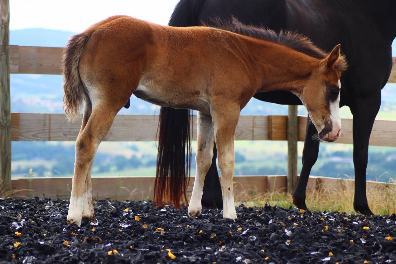 Puledro Paint Horse In vendita 2025 Baio