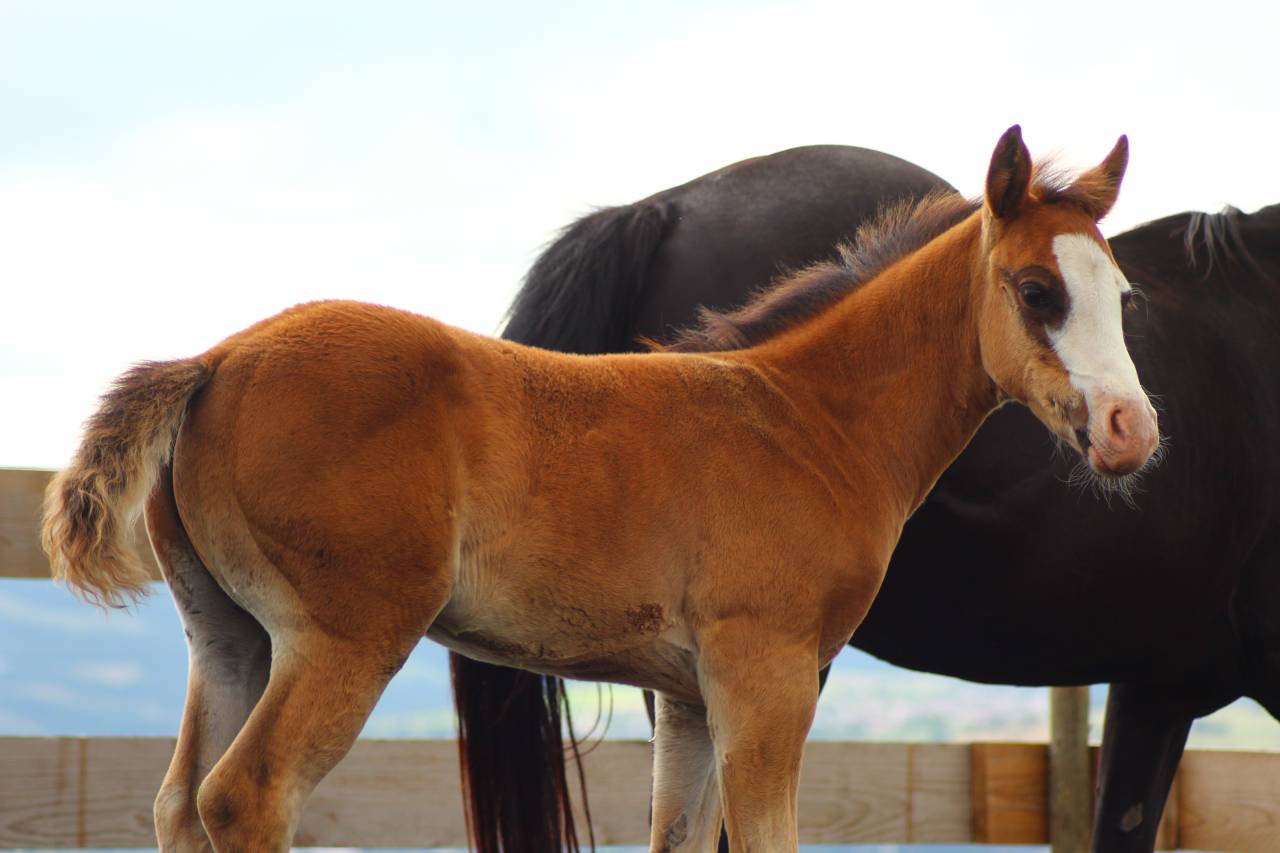 Puledro Paint Horse In vendita 2025 Baio