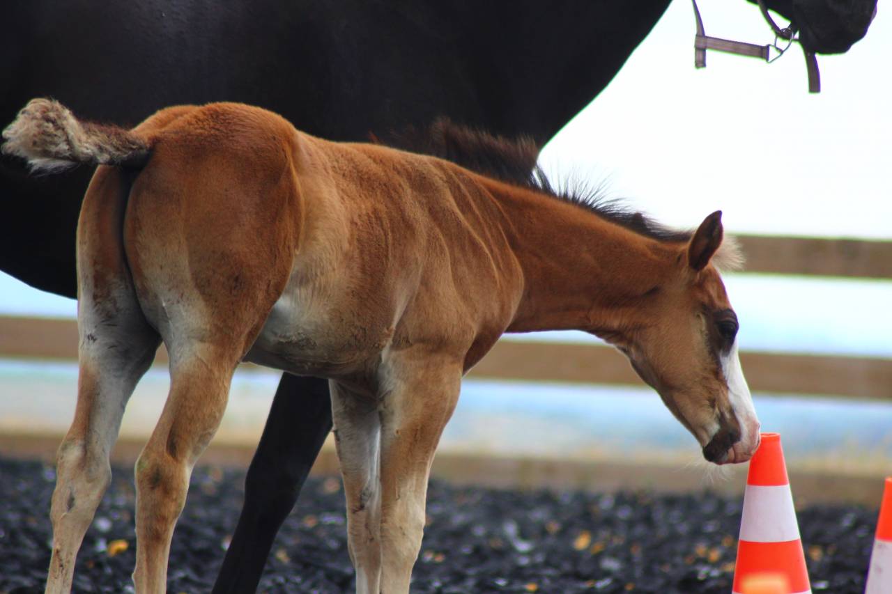 Puledro Paint Horse In vendita 2025 Baio