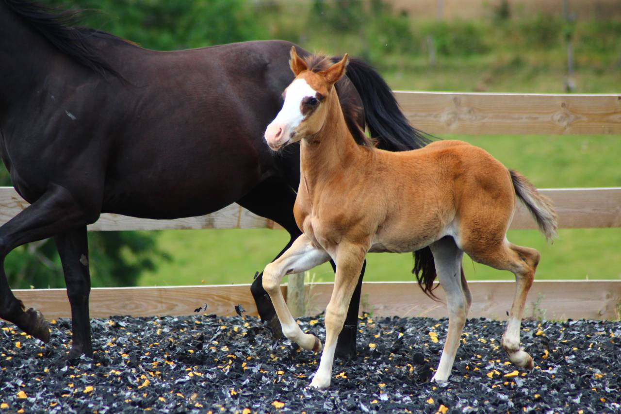 Puledro Paint Horse In vendita 2025 Baio