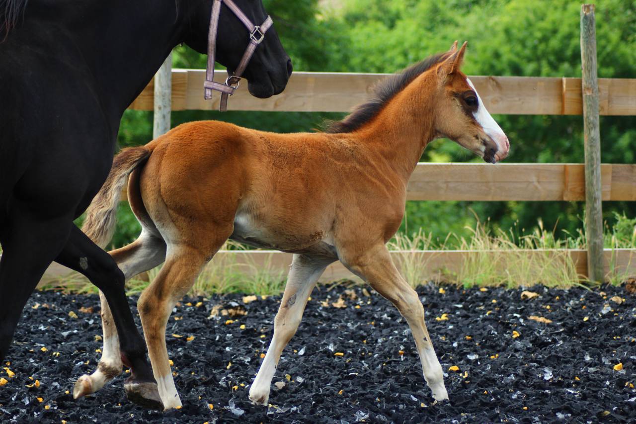 Puledro Paint Horse In vendita 2025 Baio