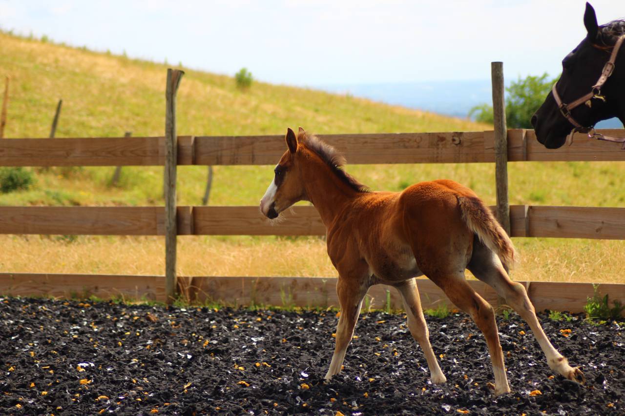Puledro Paint Horse In vendita 2025 Baio