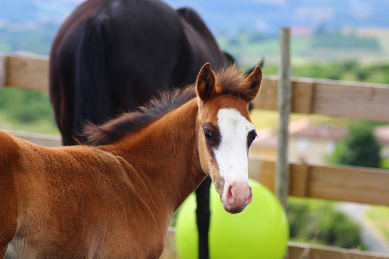 Puledro Paint Horse In vendita 2025 Baio