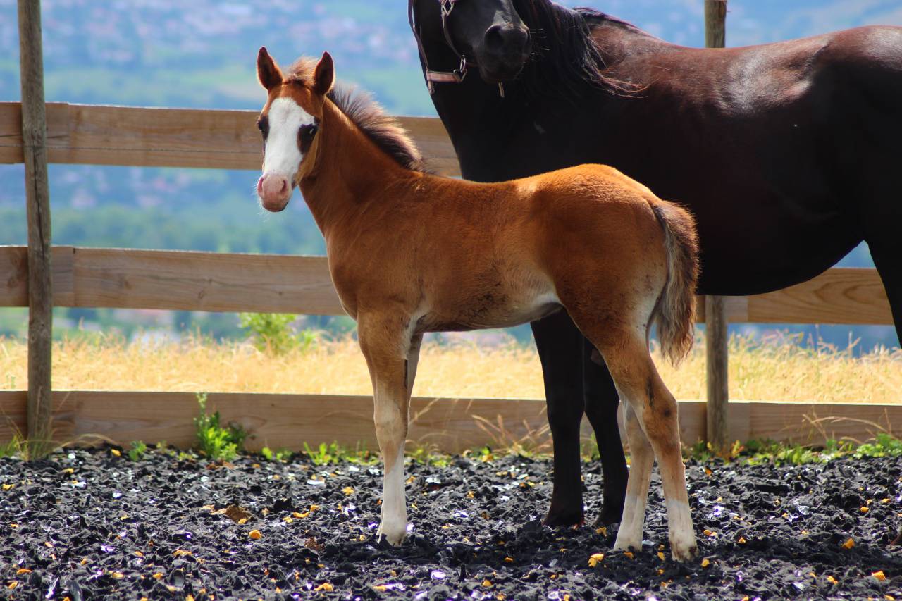 Puledro Paint Horse In vendita 2025 Baio