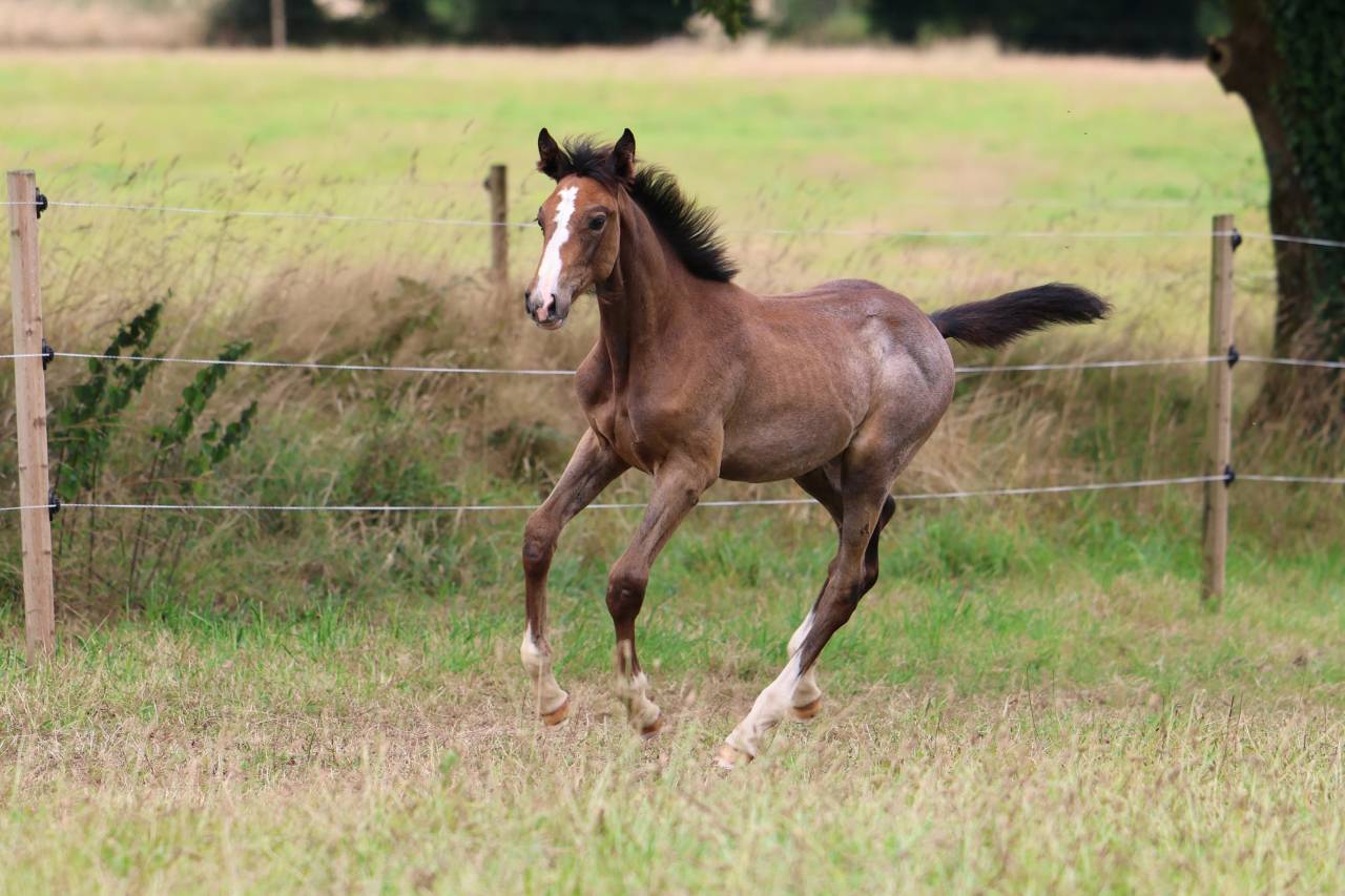 Puledra Sella Francese In vendita 2025 Grigio ,  EL BARONE 111