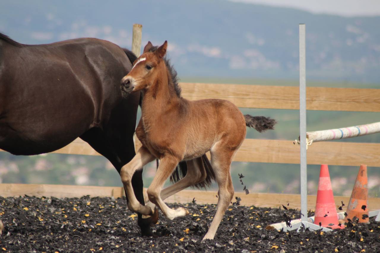 Puledro PRE Andaluso In vendita 2025 Baio scuro