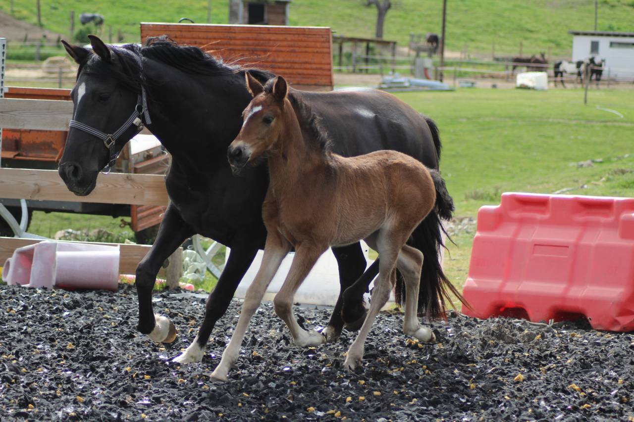Puledro PRE Andaluso In vendita 2025 Baio scuro