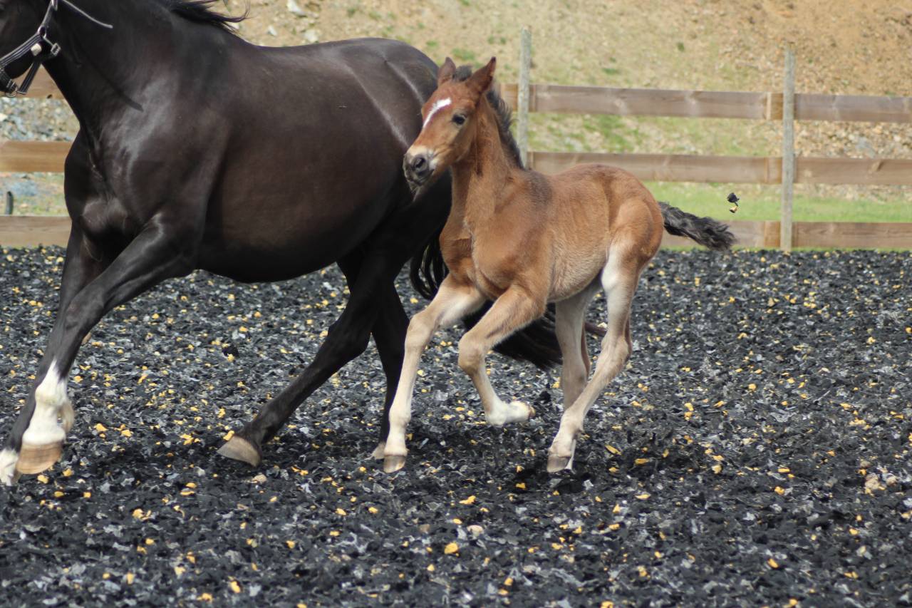 Puledro PRE Andaluso In vendita 2025 Baio scuro