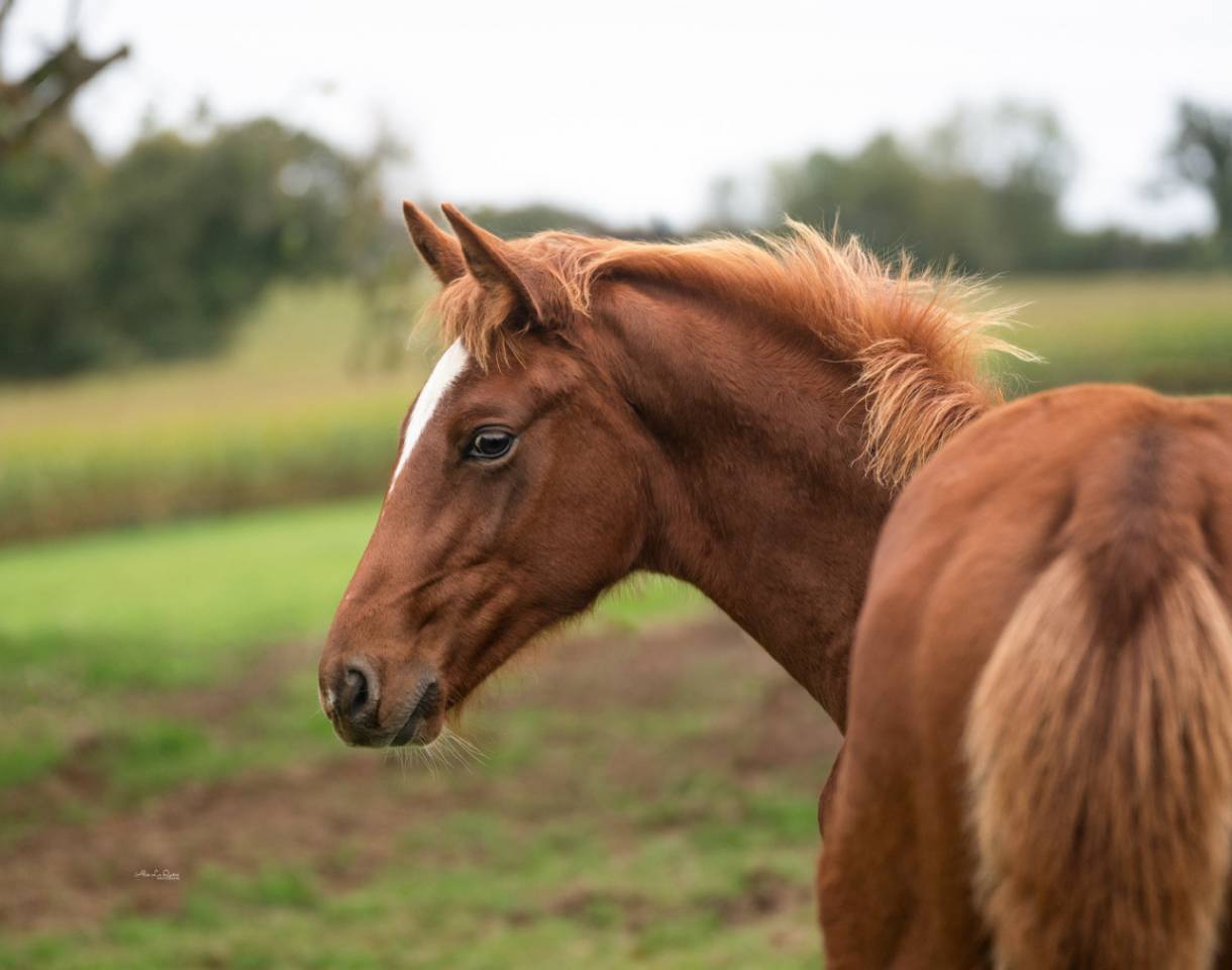 Castrone Sella Francese In vendita 2024 Sauro ,  El baronne 111