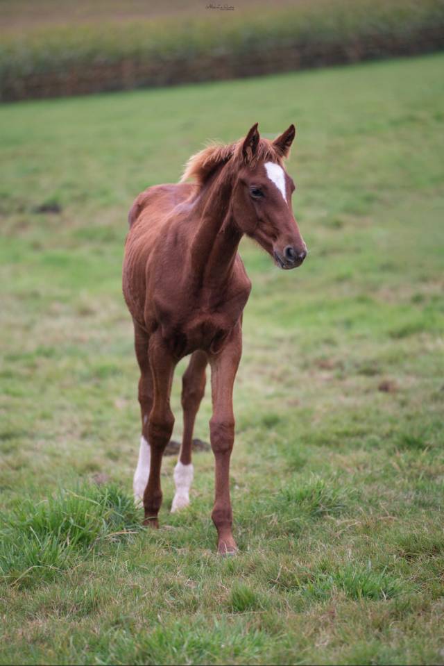 Castrone Sella Francese In vendita 2024 Sauro ,  El baronne 111