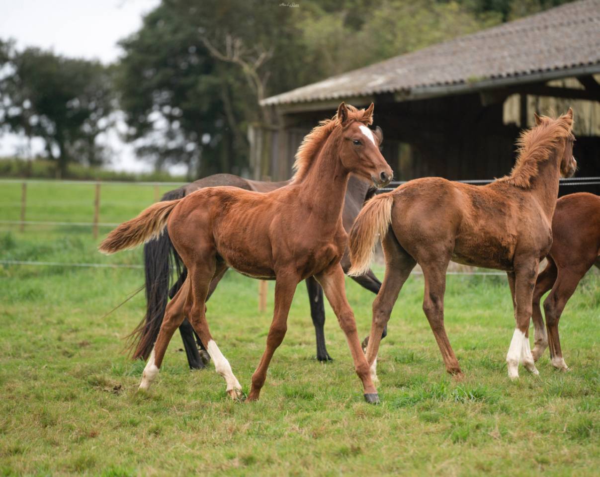 Castrone Sella Francese In vendita 2024 Sauro ,  El baronne 111