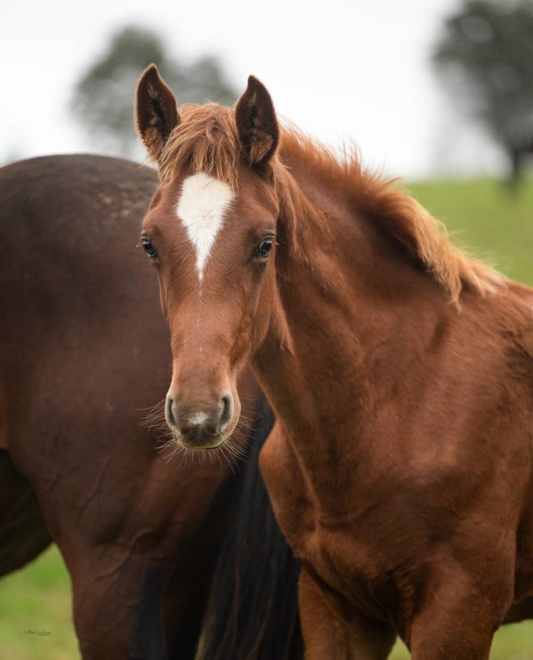 Castrone Sella Francese In vendita 2024 Sauro ,  El baronne 111