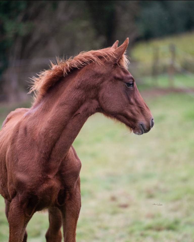 Castrone Sella Francese In vendita 2024 Sauro ,  El baronne 111