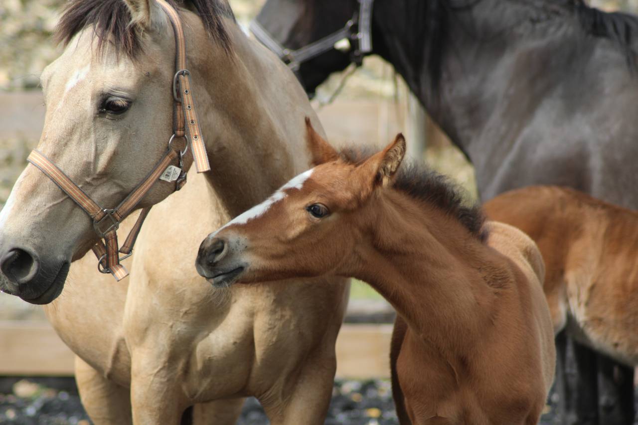 Puledro PRE Andaluso In vendita 2025 Baio
