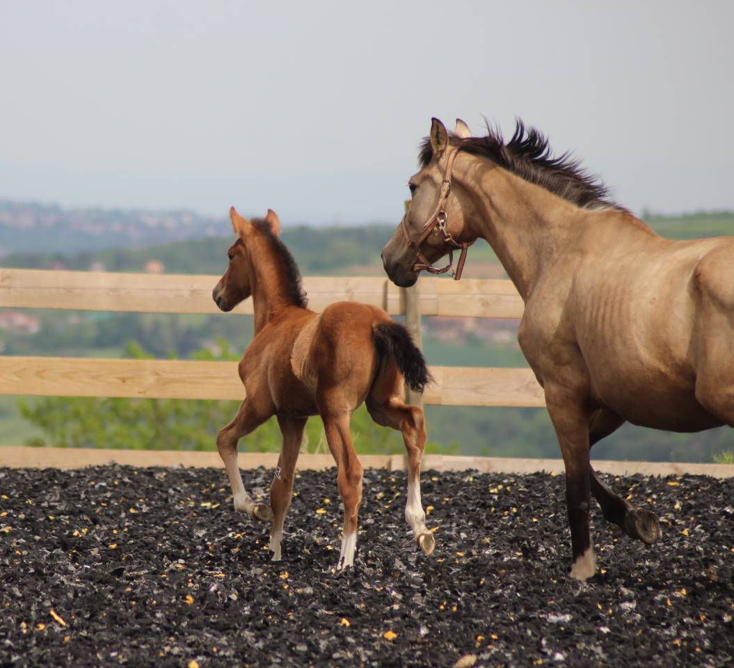 Puledro PRE Andaluso In vendita 2025 Baio