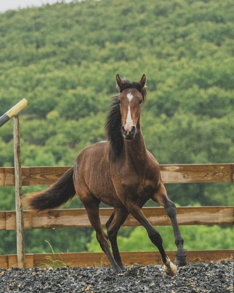 Puledra PRE Andaluso In vendita 2025 Baio