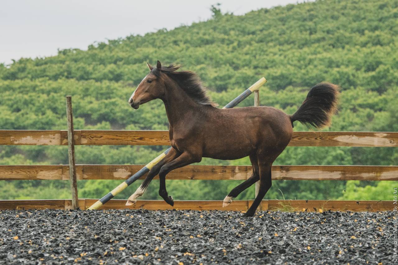 Puledra PRE Andaluso In vendita 2025 Baio