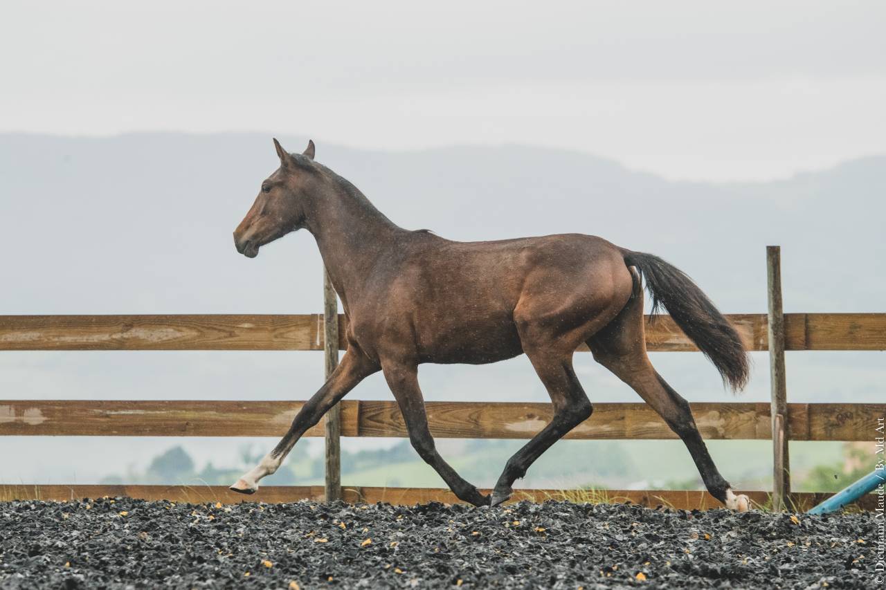 Puledra PRE Andaluso In vendita 2025 Baio