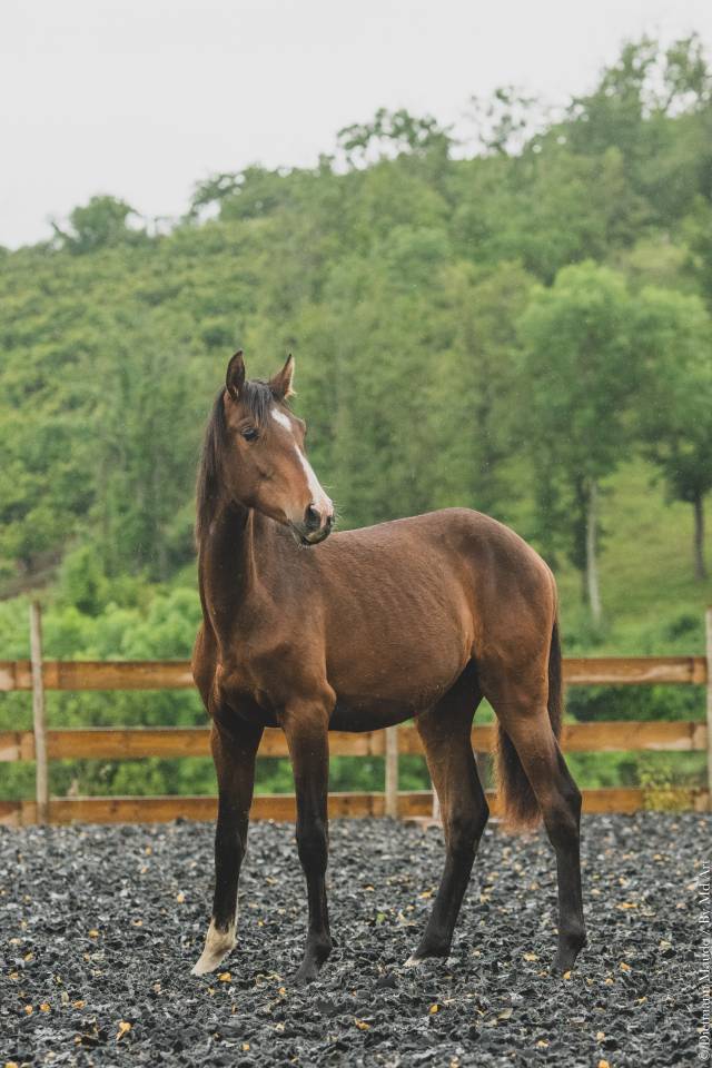 Puledra PRE Andaluso In vendita 2025 Baio