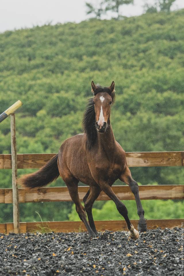 Puledra PRE Andaluso In vendita 2025 Baio