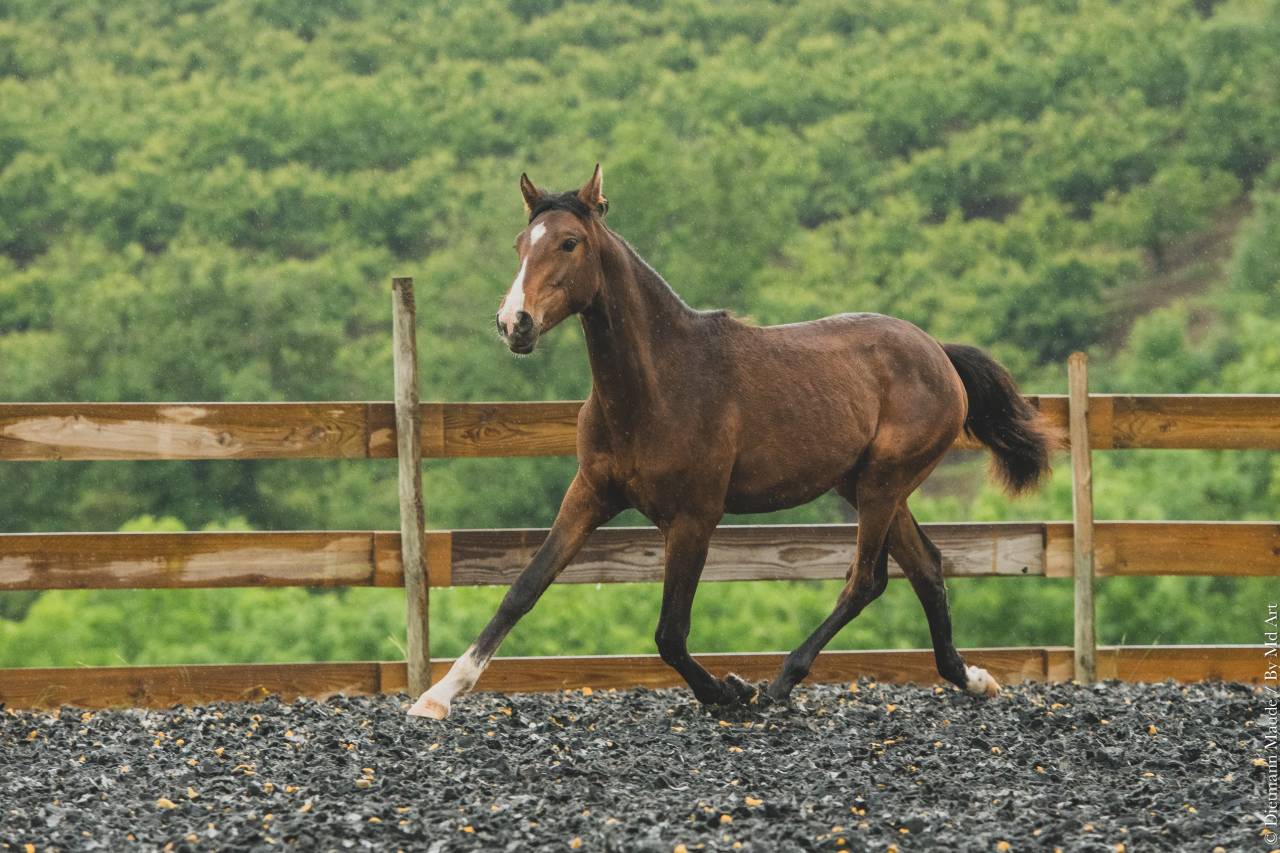 Puledra PRE Andaluso In vendita 2025 Baio