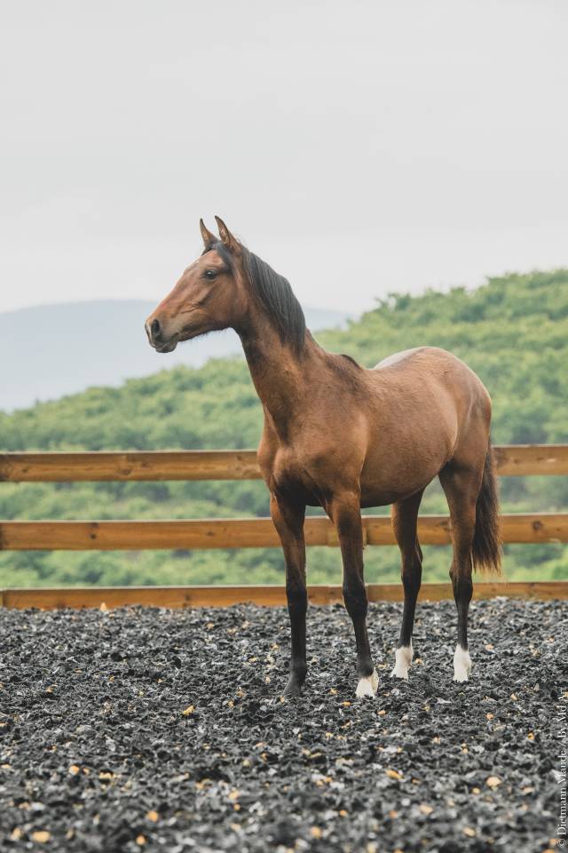Puledra PRE Andaluso In vendita 2024 Baio