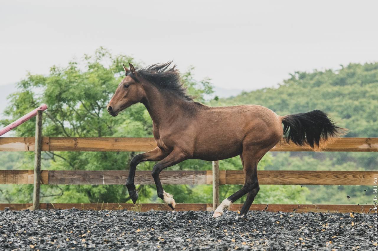 Puledra PRE Andaluso In vendita 2024 Baio