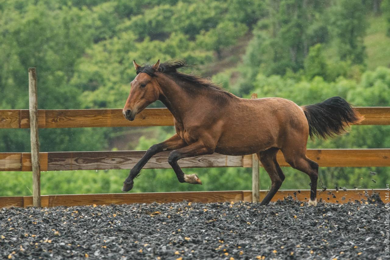Puledra PRE Andaluso In vendita 2024 Baio