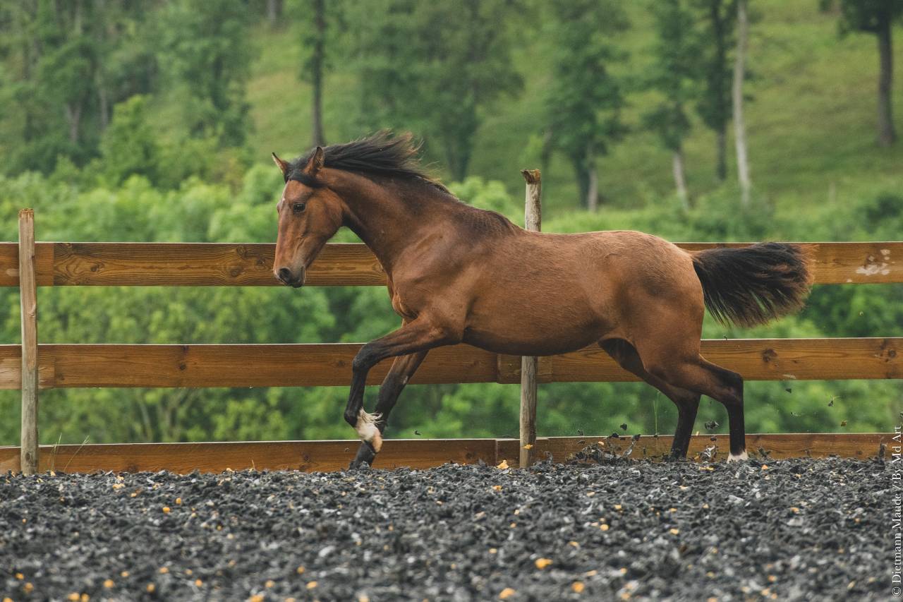 Puledra PRE Andaluso In vendita 2024 Baio