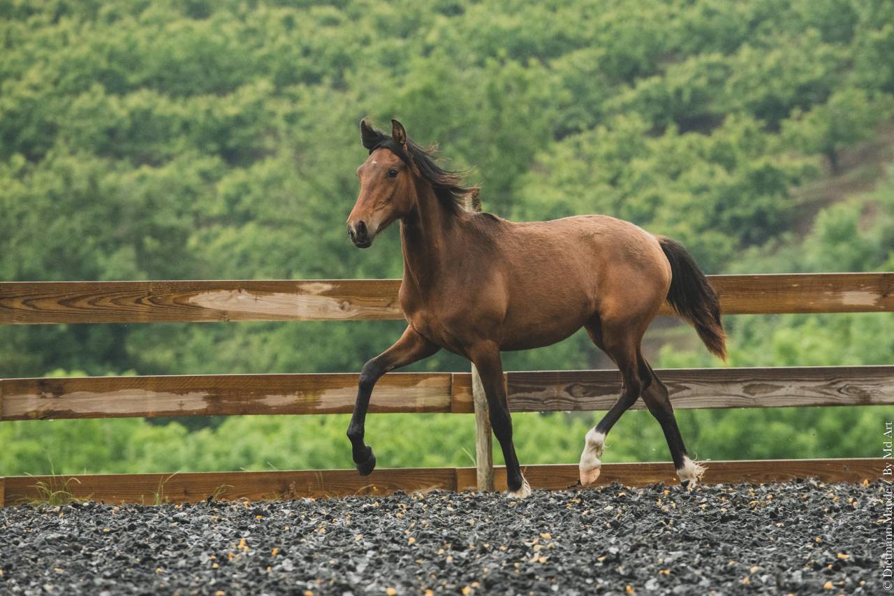 Puledra PRE Andaluso In vendita 2024 Baio