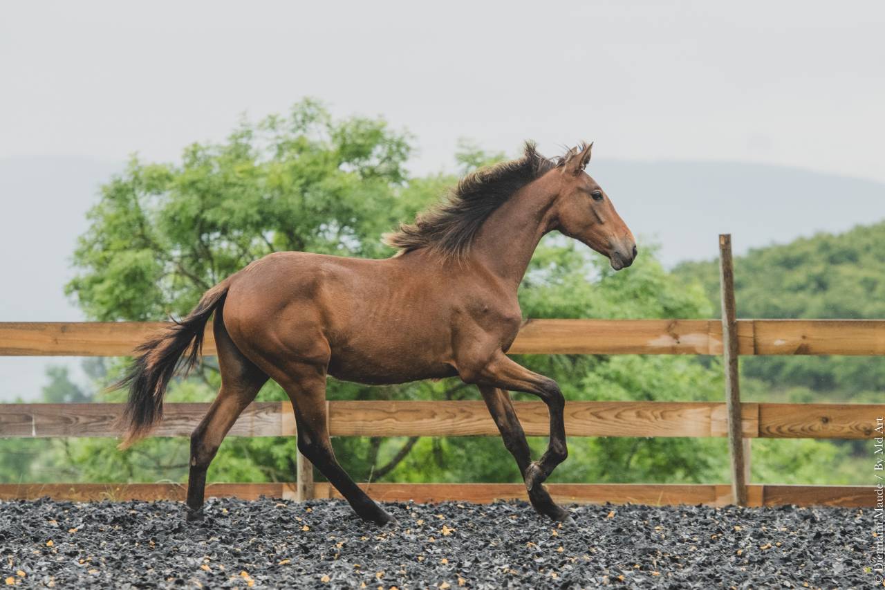 Puledra PRE Andaluso In vendita 2024 Altro colore