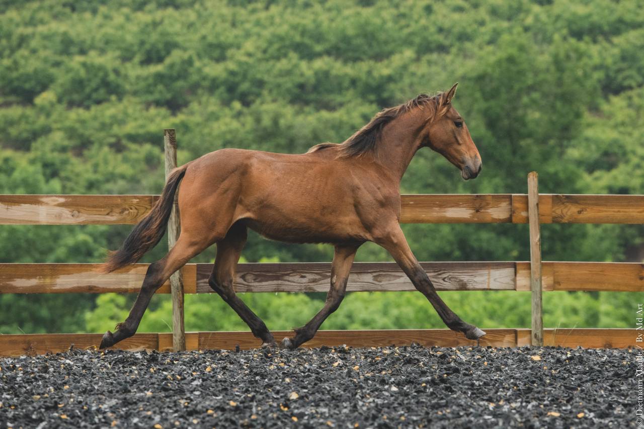 Puledra PRE Andaluso In vendita 2024 Altro colore
