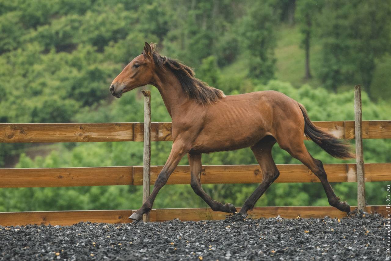 Puledra PRE Andaluso In vendita 2024 Altro colore