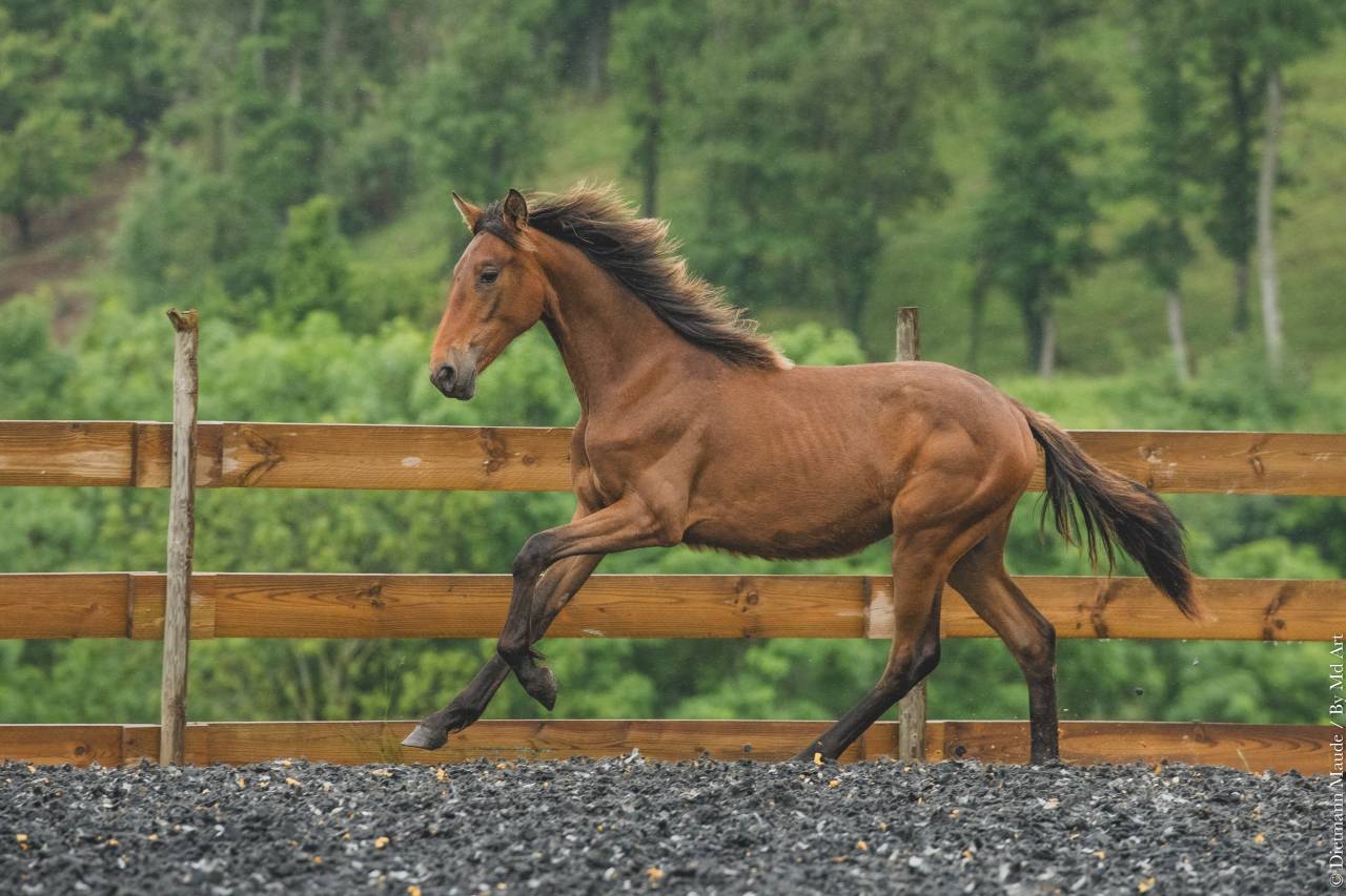 Puledra PRE Andaluso In vendita 2024 Altro colore