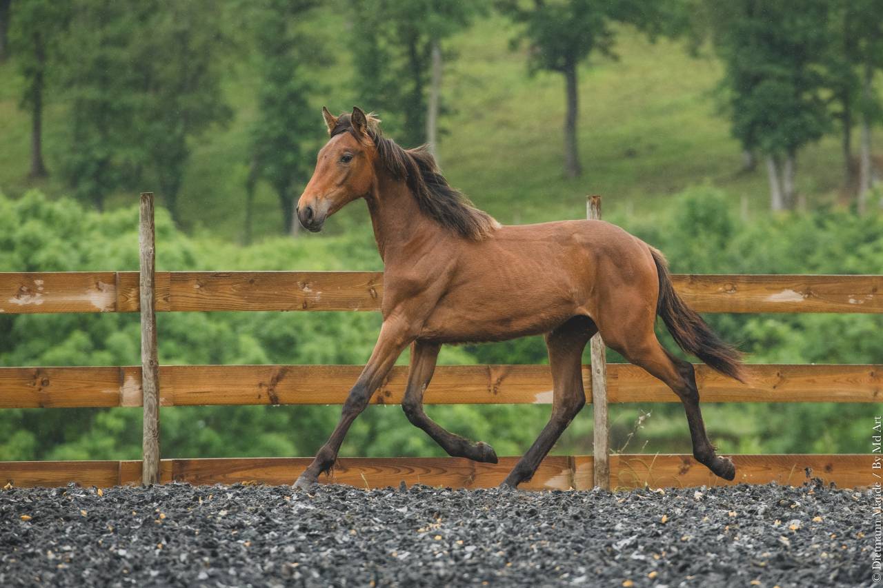 Puledra PRE Andaluso In vendita 2024 Altro colore