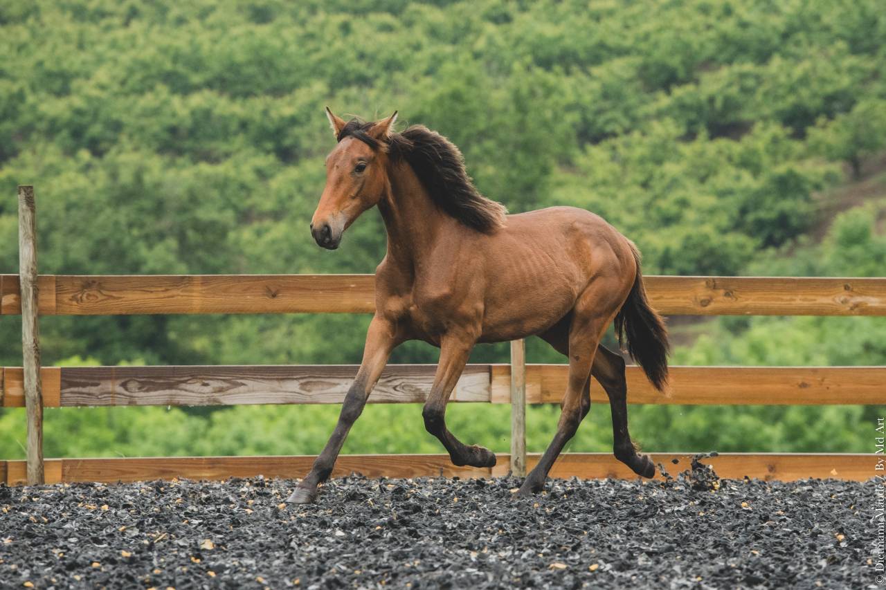 Puledra PRE Andaluso In vendita 2024 Altro colore
