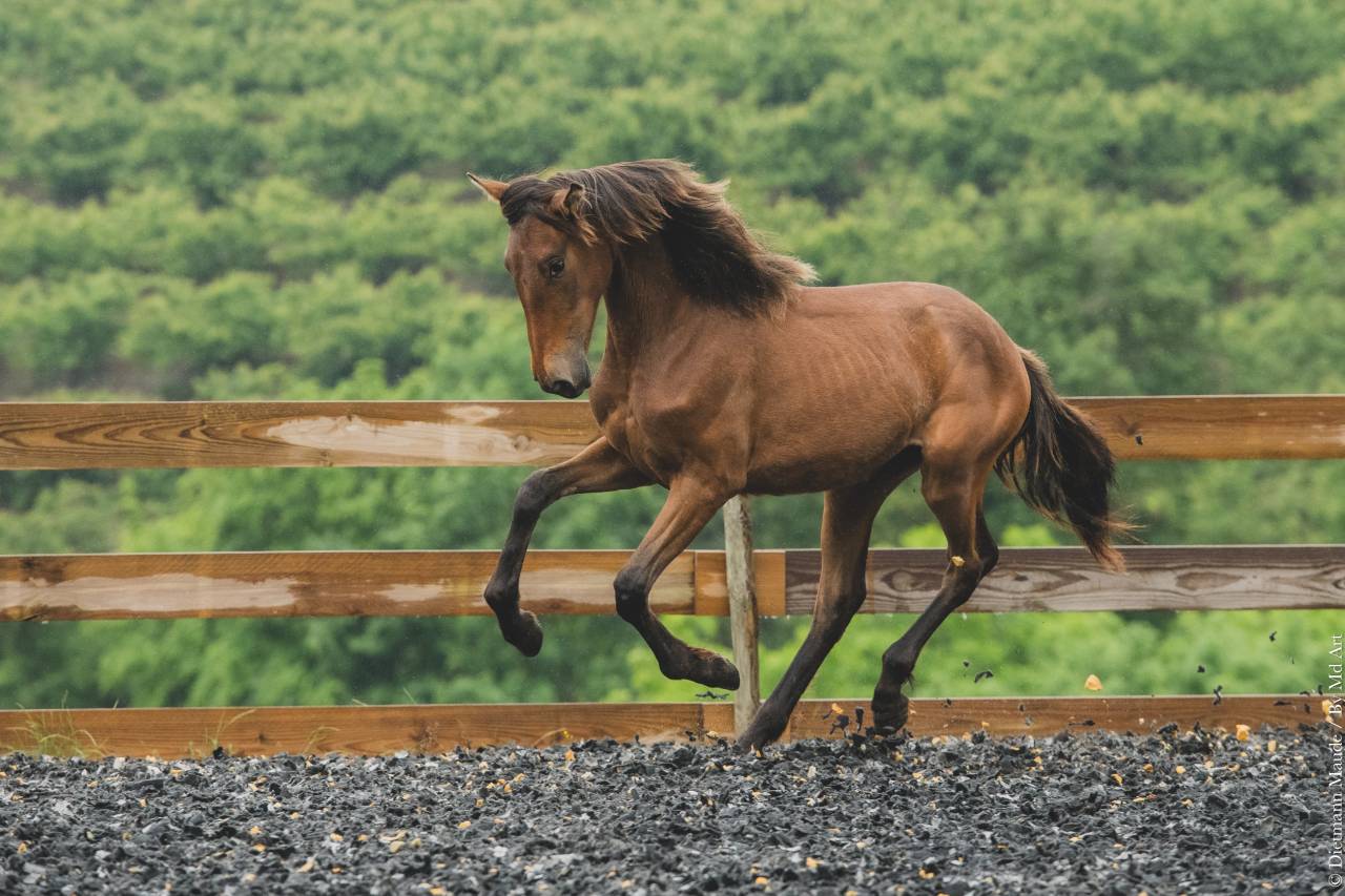 Puledra PRE Andaluso In vendita 2024 Altro colore