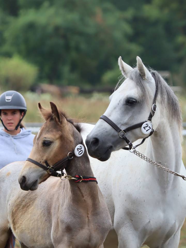 Puledro Connemara In vendita 2025 Grigio ,  Elwood blues d’Argan