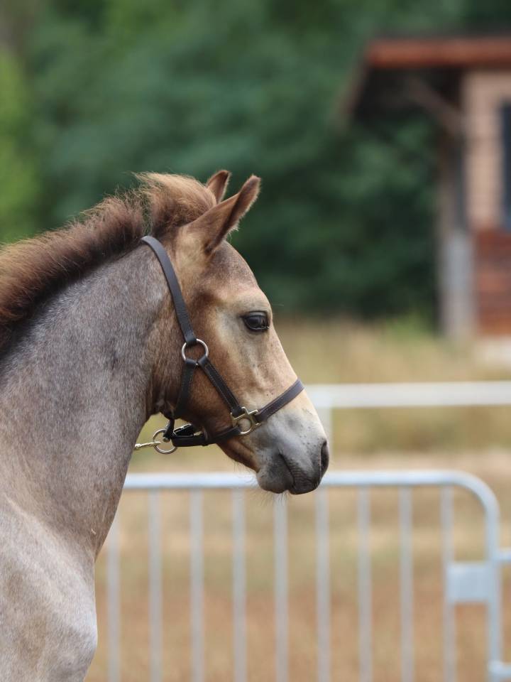 Puledro Connemara In vendita 2025 Grigio ,  Elwood blues d’Argan