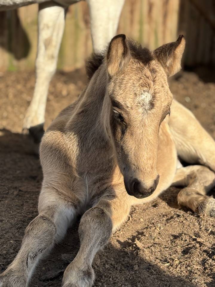 Puledro Connemara In vendita 2025 Grigio ,  Elwood blues d’Argan