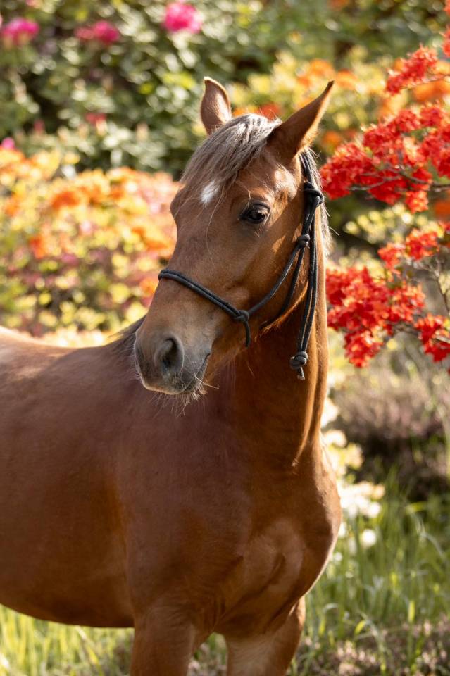 Castrone PFS Pony Francese da Sella In vendita 2021 Sauro ,  ELDORADO D'ELLE, SF