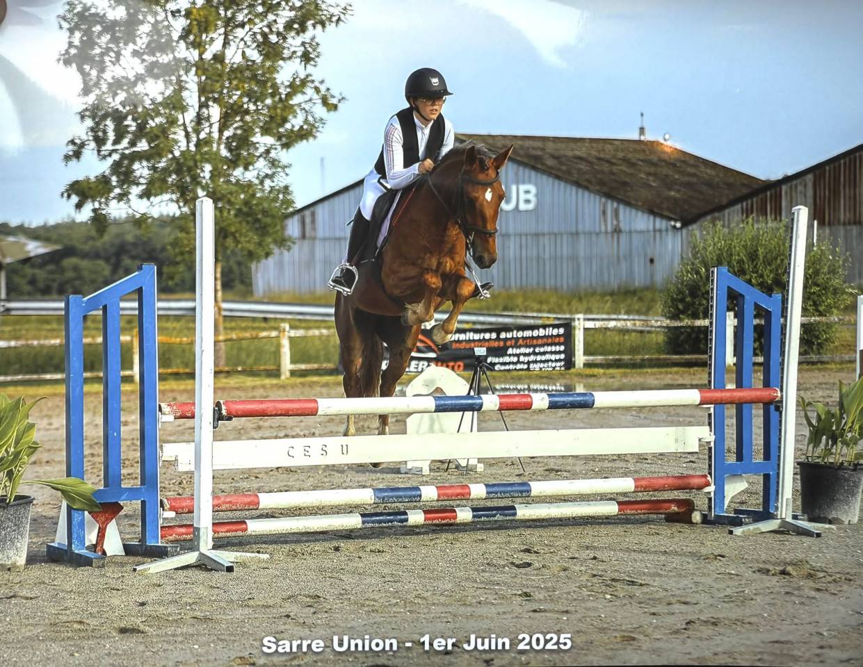 Castrone PFS Pony Francese da Sella In vendita 2021 Sauro ,  ELDORADO D'ELLE, SF