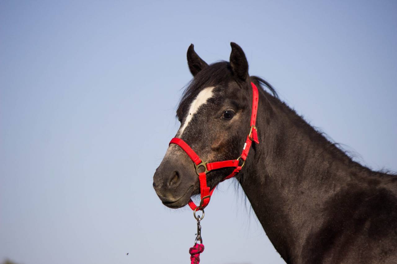 Castrone Welsh Poney (Sezione B) In vendita 2023 Grigio