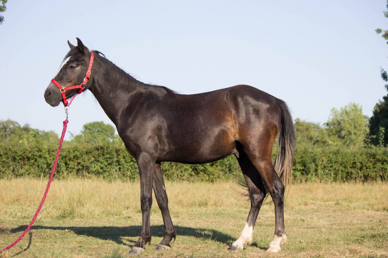 Castrone Welsh Poney (Sezione B) In vendita 2023 Grigio