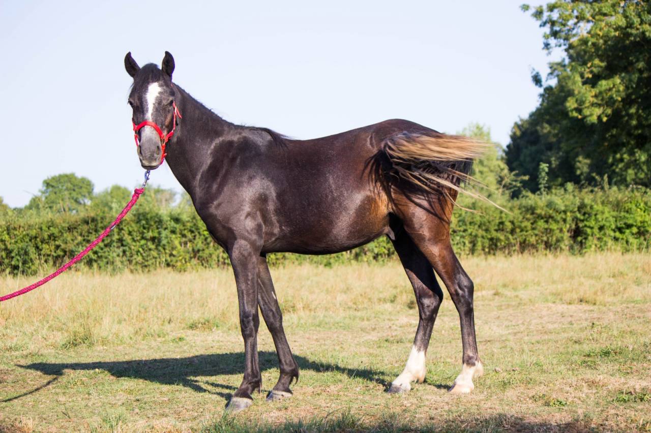 Castrone Welsh Poney (Sezione B) In vendita 2023 Grigio