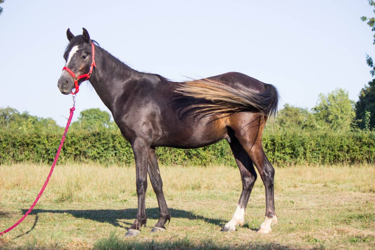 Castrone Welsh Poney (Sezione B) In vendita 2023 Grigio