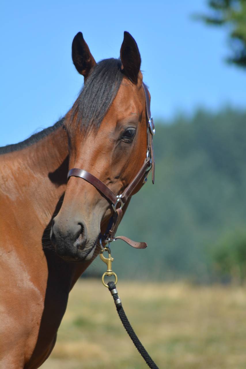 Cavalla Purosangue Inglese In vendita 2022 Baio