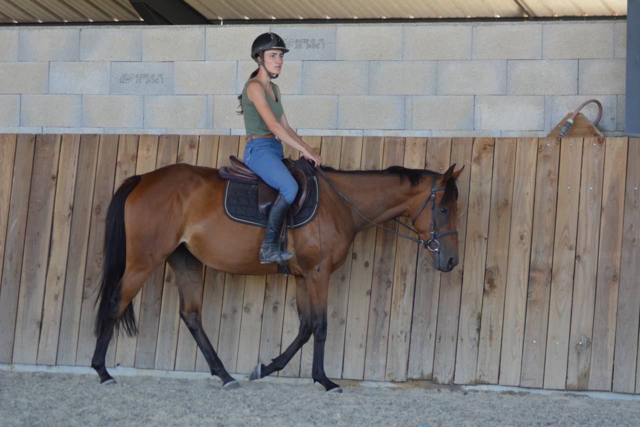 Cavalla Purosangue Inglese In vendita 2022 Baio