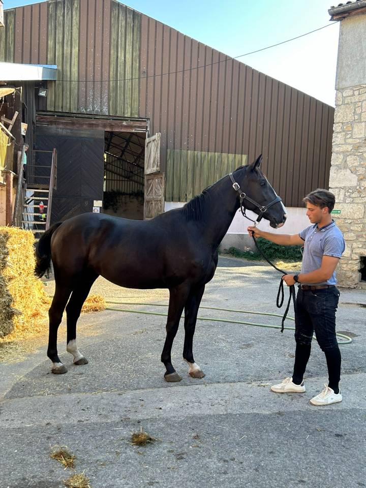 Castrone Sella Francese In vendita 2022 Nero ,  James bond d'azur